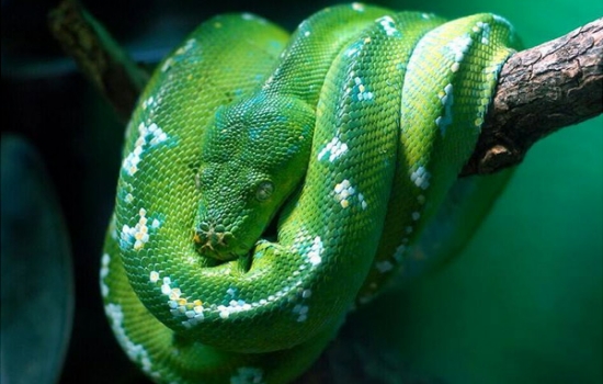 盘点世界上最漂亮的十种蛇 每一种都美到你心动!