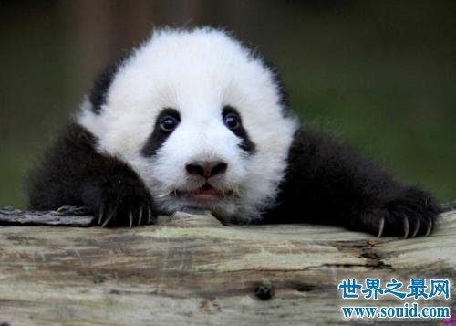 中国十大濒危动物排行榜 国宝熊猫不算是最稀有