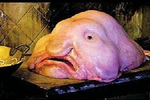 丑无止境世界上最丑的鱼排行榜，真的是没有最丑只有更丑！