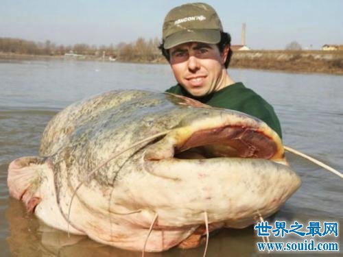 世界十大最凶猛淡水鱼 在它们面前食人鱼就是弟弟