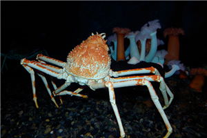 世界上最大的螃蟹日本蜘蛛蟹 被称杀人蟹却没发生吃人事件