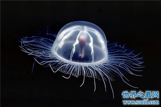 寿命最长的动物灯塔水母，现实中的长生不老真的存在