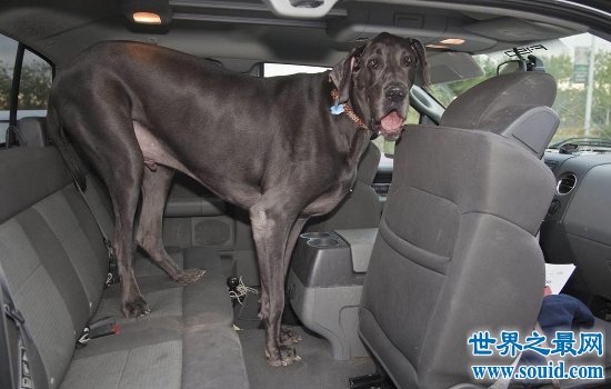 世界上最大的狗“大乔治”不幸离世，生前受到许多人的厚爱！