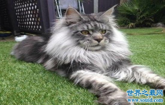 世界上最大的猫缅因猫，绝对是“温柔的巨人”！