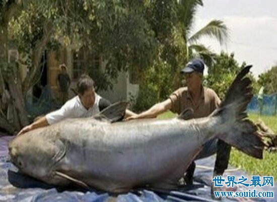 世界上最大的鱼足足有200多斤  相当于两个女性的重量