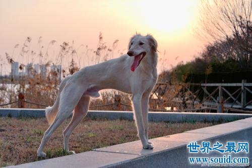 中国八大猎狗品种 最后一种大家没听说过