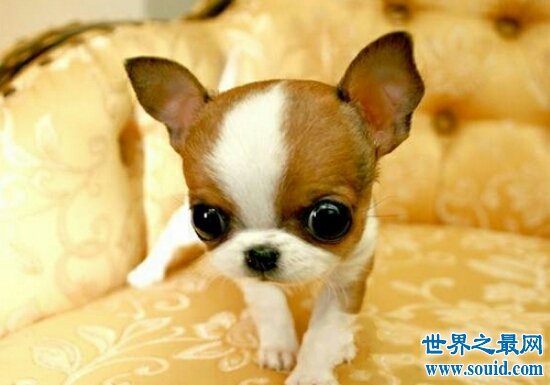 世界最小狗，吉娃娃好看，但是极难养活！