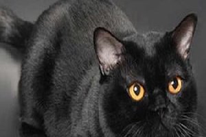 孟买猫都是黑色的吗？平时养它的时候要注意哪些问题呢？