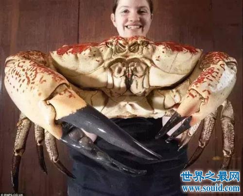 世界最大的螃蟹皇帝蟹 怎么吃好吃是个问题