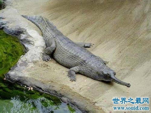 十大世界上最大的鳄鱼 排名第一的曾经吃掉四千日本士兵