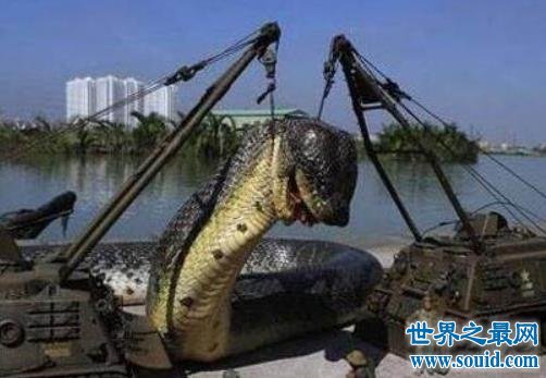 世界最大的蛇 这个长达五百米的大蛇吃掉600人
