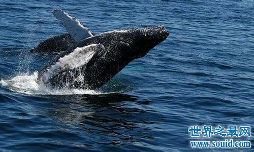 世界上最大的鲸鱼排行榜 南露脊鲸生殖器重达五百公斤
