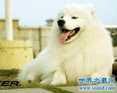 最聪明的，最美丽迷人的天使萨摩耶犬多少钱一只