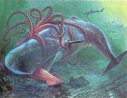 世界最大的鱿鱼大王酸浆鱿（体长11米体重300公斤），到底有多厉害