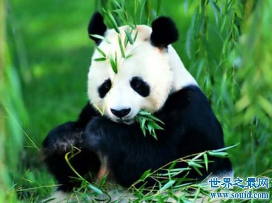 什么动物天天熬夜，当然是眼睛上有着黑眼圈的大熊猫啦