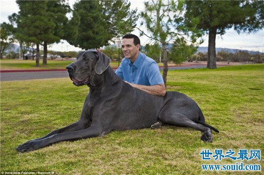 世界最高大的狗大丹犬已申报吉尼斯纪录，身高体重相当于姚明