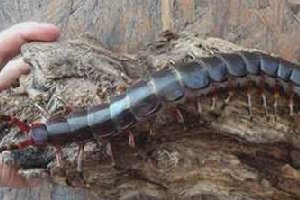 世界上最大的蜈蚣 被咬一口后果不堪设想