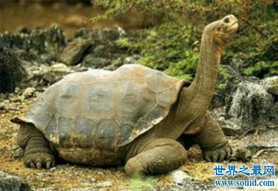世界上最大的乌龟，体重达到325公斤，养好了都能把你送走！
