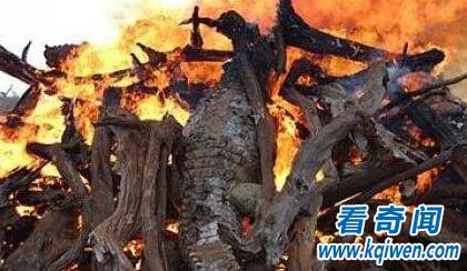 动物界让人震惊的6大集体死亡事件！至今是未解之谜！