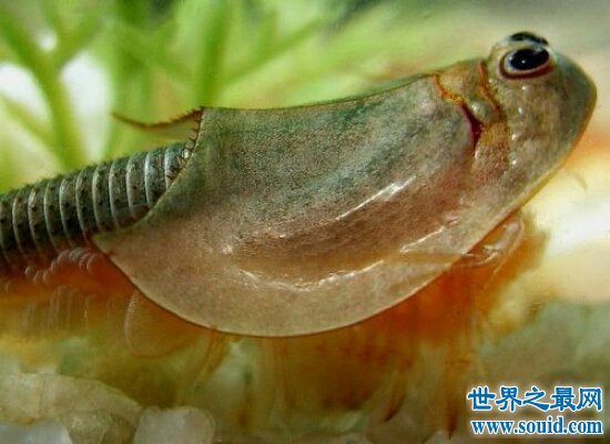 震惊！三眼恐龙虾的卵经过25后竟然还可以孵出生命