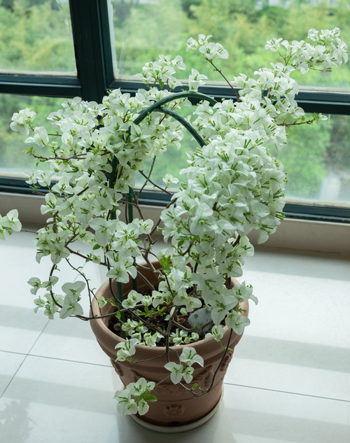 好湿热花径 舌尖探进 坐在木马的木棒上