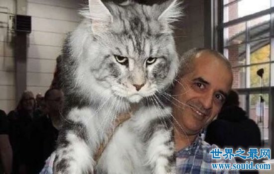 世界上最大的猫——缅因猫（高大的外表，温柔的内心）