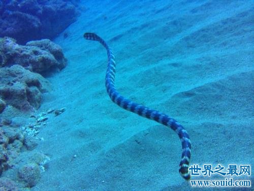 海蛇有毒吗 海蛇比眼镜王蛇还毒却适合高血压的人食用