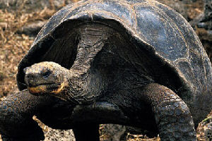 世界仅存加拉帕戈斯象龟去世，人类再一次看着物种灭绝
