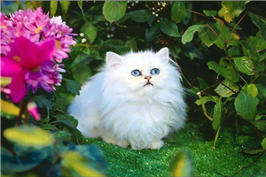 世界十大最受欢迎宠物猫品种 暹罗猫成为最热门短毛猫