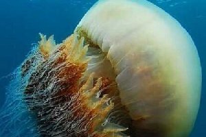 探索极地世界之北极霞水母 世界上最美的动物
