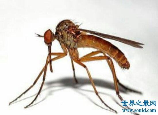 震惊！世界上最大的蚊子身长40厘米  比人的头还要大