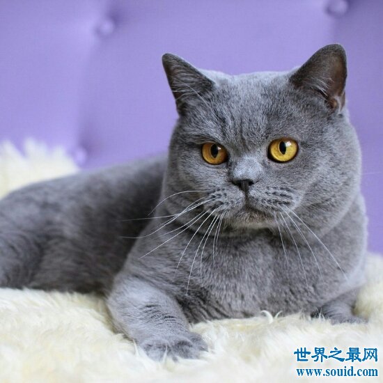 最大的猫，阿什拉猫（是三种猫咪杂交而成的一种小混血猫咪）