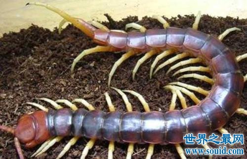 世界上最大的蜈蚣长有62厘米 你肯定不想被它咬一口