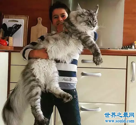 世界上最大的猫TOP10，“巨人”缅因猫排名第一