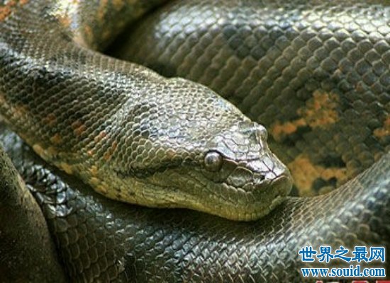 震惊！世界上最大的蛇——最长可达10公尺，体重225公斤！