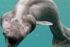 世界上最凶猛的鲨鱼 大白鲨仅排第二第一名十分强悍