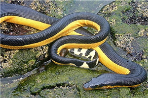 世界上最毒的蛇贝尔彻海蛇长达3米 一口毒液杀死一千人