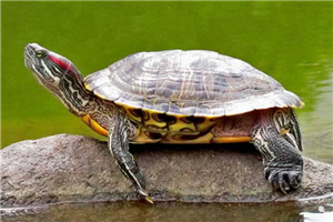 巴西龟寿命最长达到35岁 三大方法让你的巴西龟寿命更长