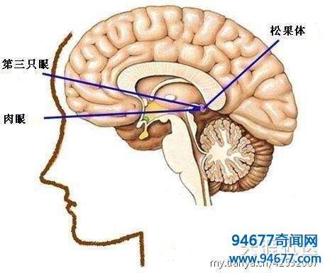 人体有着什么鲜为人知的秘密? 盘点几个未解之谜!