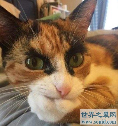 世界上最贵最稀有的猫Caracat，更是成为最珍贵的猫品种