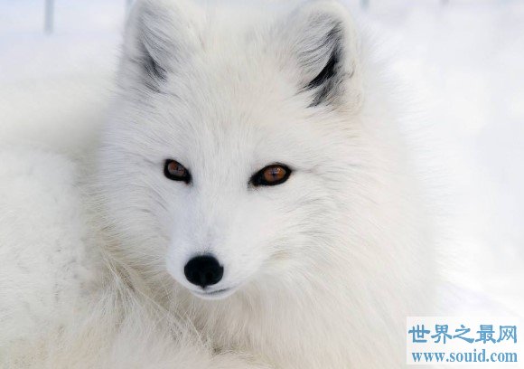 世界上最漂亮的狐狸，有着一身雪白的绒毛