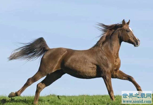 世界上最名贵的马，它们被誉为“活着的艺术品”