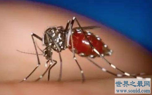 世界上最毒的蚊子，是多种疾病传播的媒介