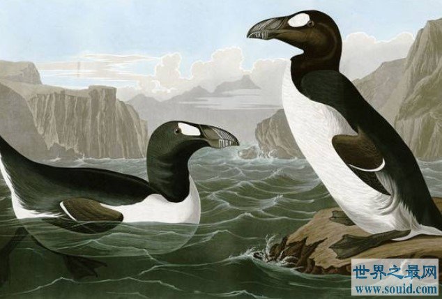 最像企鹅的动物，早在1844年就已经灭绝