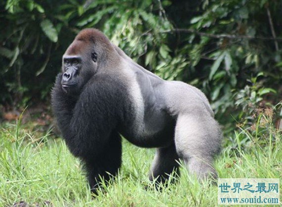 实力最强悍的猩猩，最大可达700斤
