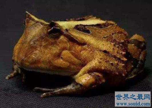 世界上最大的角蛙，霸王角蛙