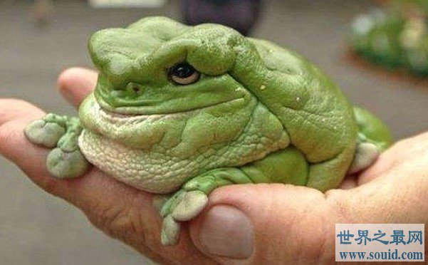 世界上最可爱的青蛙，肥胖又可爱的老叶树蛙