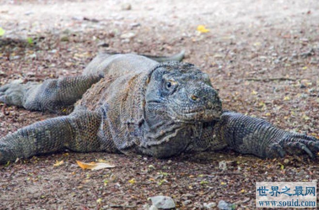 世界上最大的蜥蜴，岛上的居民称之为“科摩多的龙”
