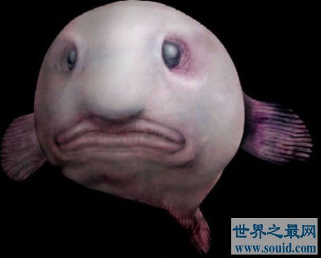 最没花样的管眼鱼，仅仅是头部呈现出透明