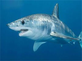 美渔民捕获世界最恐怖的鲨鱼--灰鲭鲨